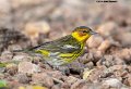_B248938 cape may warbler